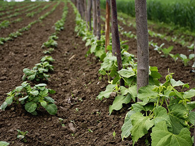 Agrostar - Environmental Biotechnology Belgium